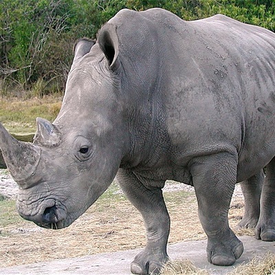 Bijeli nosorog
