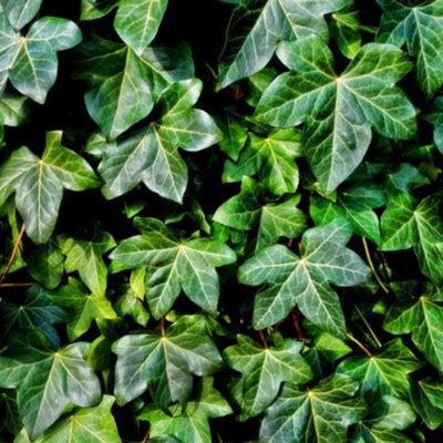 https://pixabay.com/photos/ivy-plant-vine-creeper-foliage-3194557/