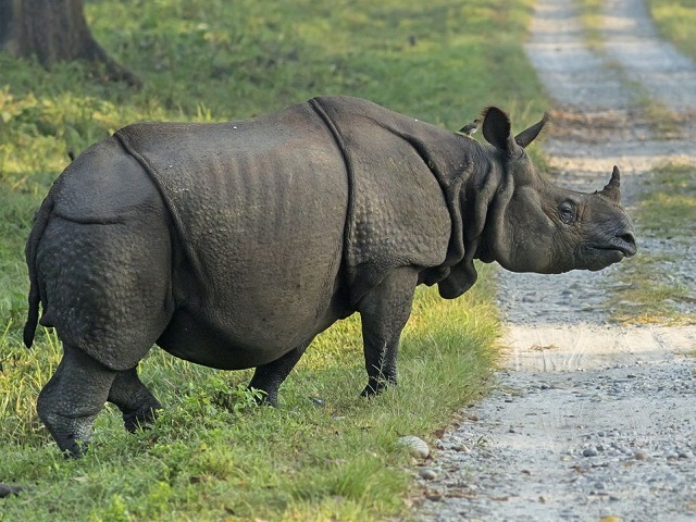 Javanski nosorog