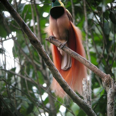 https://en.wikipedia.org/wiki/Bird-of-paradise#/media/File:Raggiana_Bird-of-Paradise_wild_5.jpg