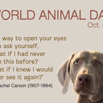 Svjetski dan životinja