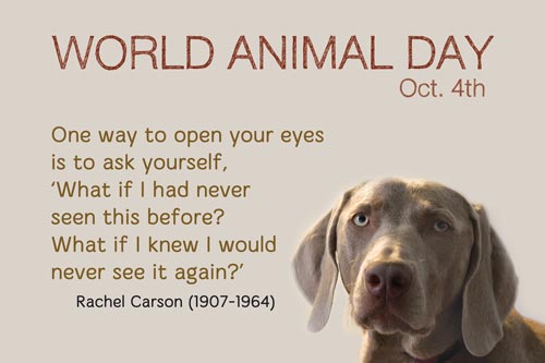 Svjetski dan životinja