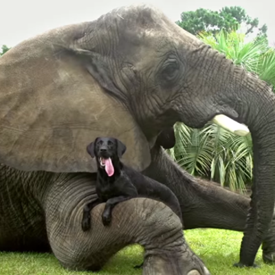 Svjetski dan životinja - Slon i pas