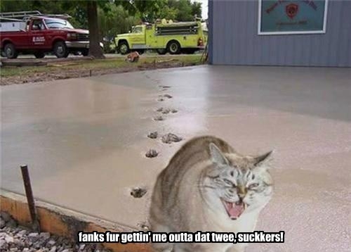 Cement mačka