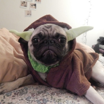 Cute this one is - Yoda mops