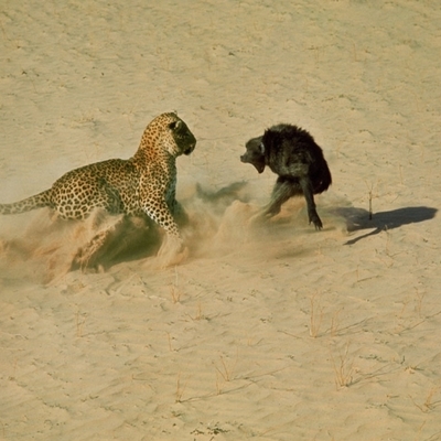 Leopard i babun, južna Afrika, 1965