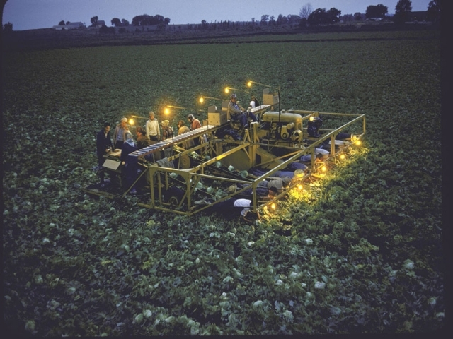 Farmer Bob Chickering i njegov stroj za branje salate, 1955