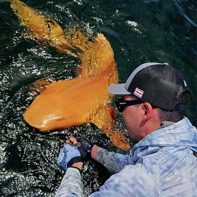 nurse shark
