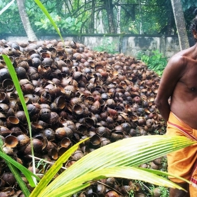 Sušenje kokosa, Kerala