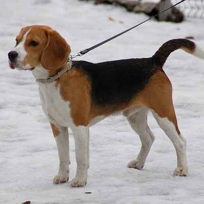 Beagle