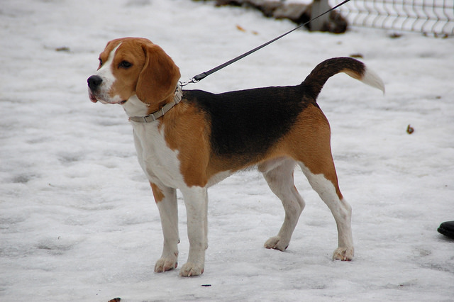 Beagle