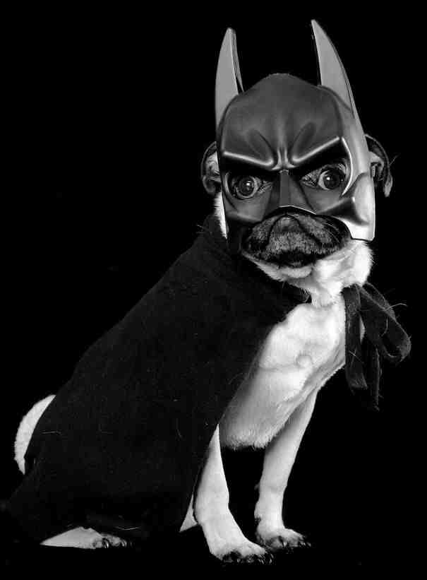 Mops kao Batman