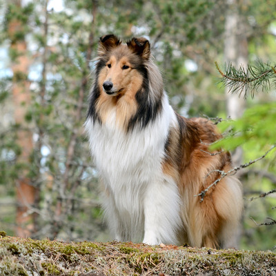 Collie