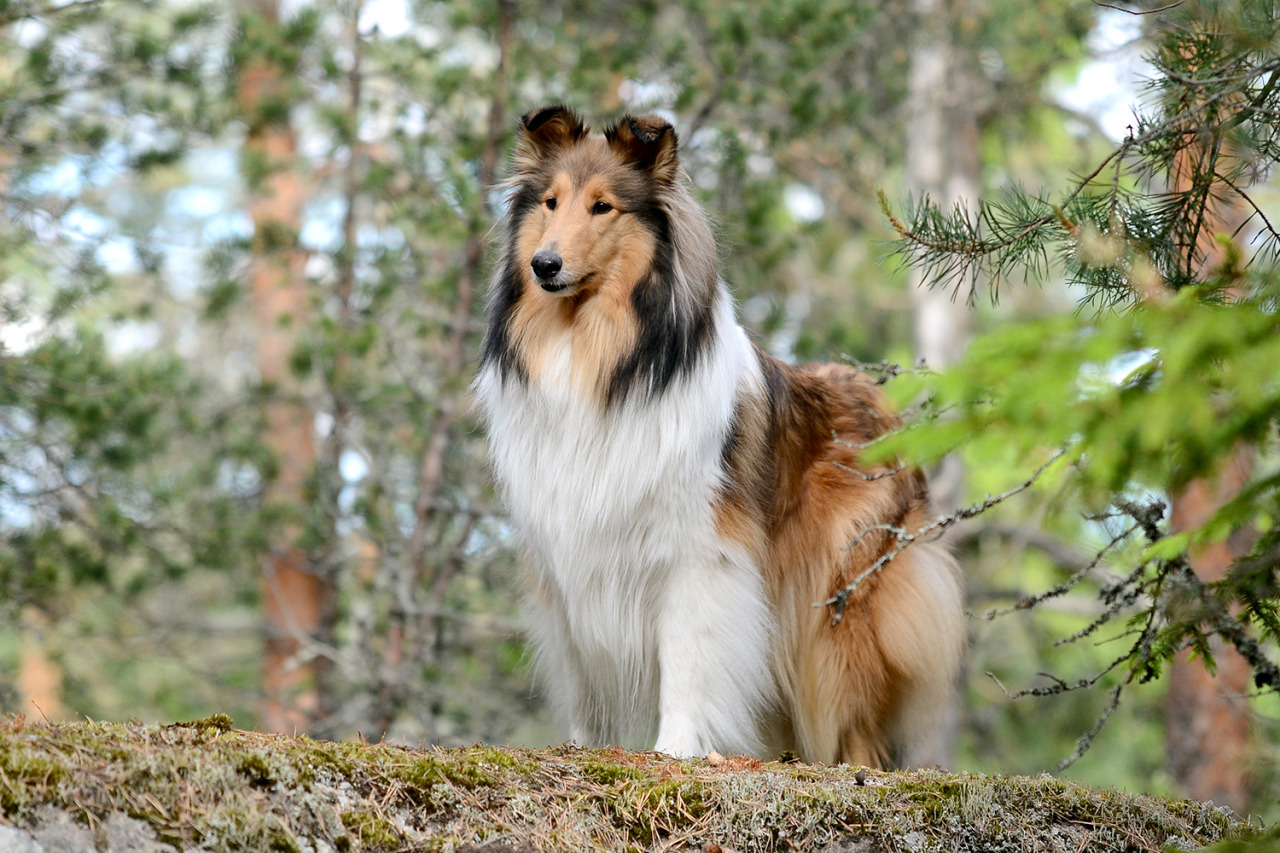 Collie