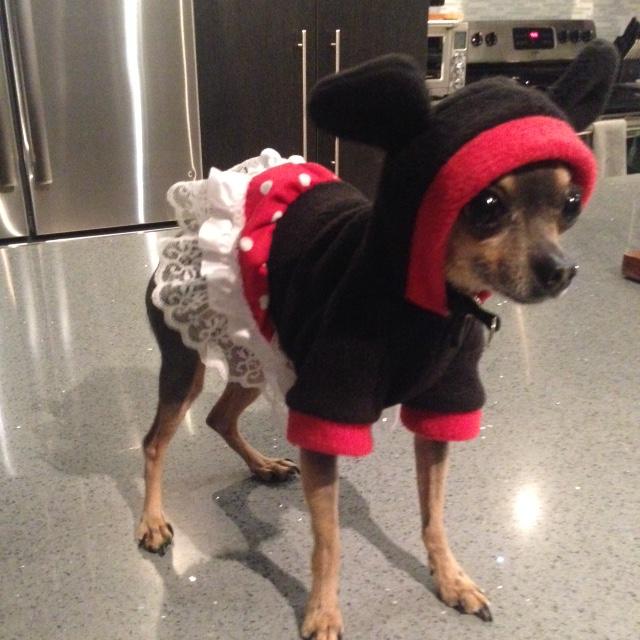 Chihuahua kao Minnie Mouse