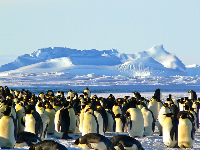 https://pixabay.com/photos/emperor-penguins-antarctic-life-429127/