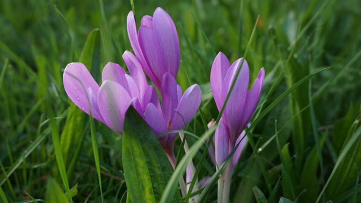 https://pixabay.com/photos/autumn-timeless-colchicum-autumnale-2708627/