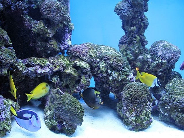 https://pixabay.com/photos/aquarium-fish-deco-nemo-dori-1789918/