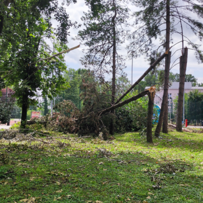 niz prelomljenih stabala