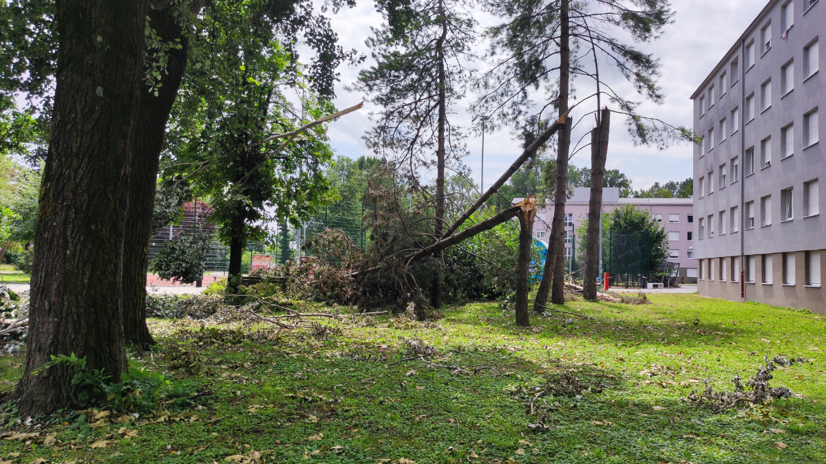 niz prelomljenih stabala