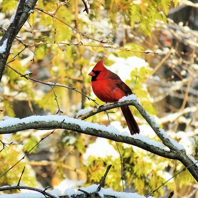 https://cdn.pixabay.com/photo/2015/11/24/19/11/cardinal-1060609_960_720.jpg