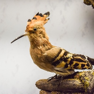 https://cdn.pixabay.com/photo/2017/07/04/19/53/hoopoe-2472362_960_720.jpg