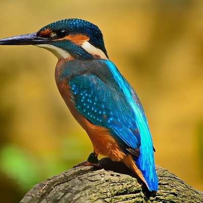 https://cdn.pixabay.com/photo/2016/12/13/22/25/kingfisher-1905255_960_720.jpg