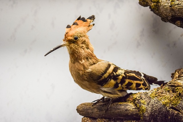 https://cdn.pixabay.com/photo/2017/07/04/19/53/hoopoe-2472362_960_720.jpg