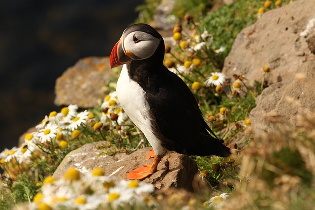 https://cdn.pixabay.com/photo/2016/01/19/17/26/atlantic-puffin-1149707_960_720.jpg