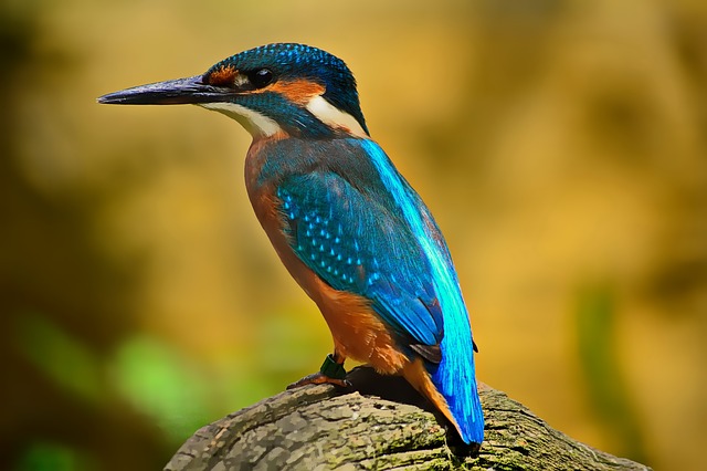 https://cdn.pixabay.com/photo/2016/12/13/22/25/kingfisher-1905255_960_720.jpg