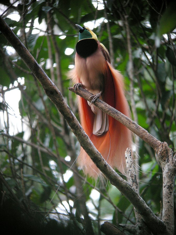 https://en.wikipedia.org/wiki/Bird-of-paradise#/media/File:Raggiana_Bird-of-Paradise_wild_5.jpg