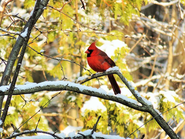 https://cdn.pixabay.com/photo/2015/11/24/19/11/cardinal-1060609_960_720.jpg