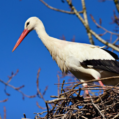 https://pixabay.com/photos/stork-bird-ciconia-ciconia-animal-4007812/