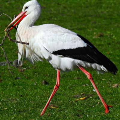 https://pixabay.com/photos/bird-ciconia-species-stork-5088633/