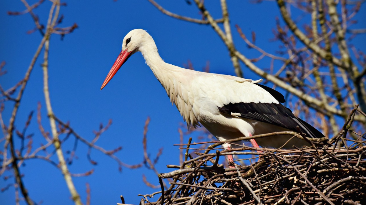 https://pixabay.com/photos/stork-bird-ciconia-ciconia-animal-4007812/