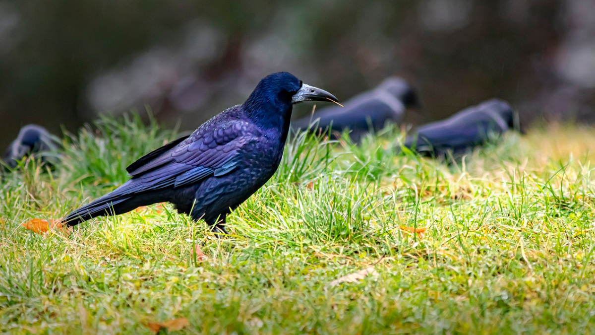 https://pixabay.com/photos/rook-corvus-frugilegus-bird-crow-5776825/