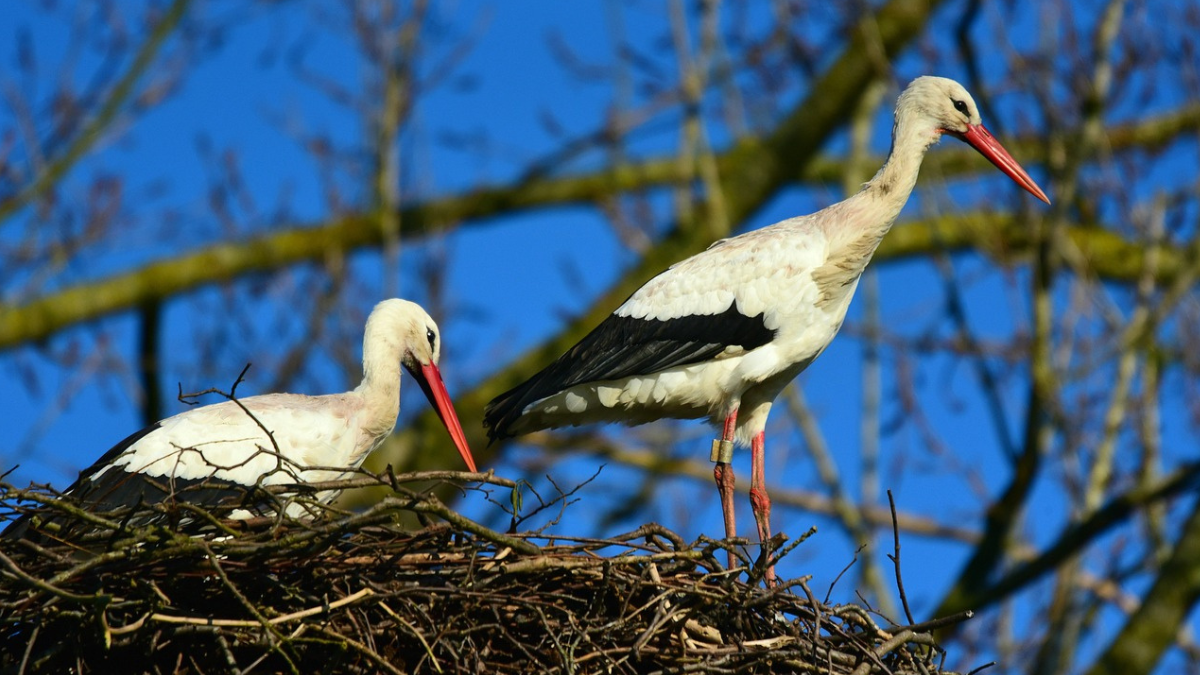 https://pixabay.com/photos/white-stork-wading-bird-predator-4829791/