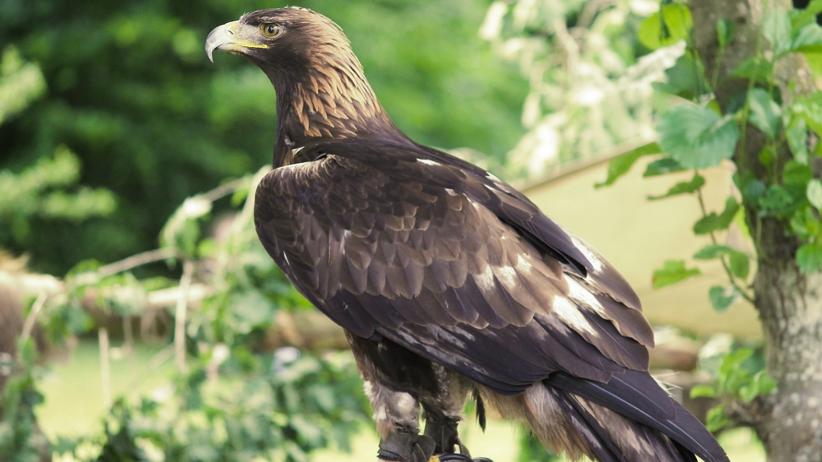 https://pixabay.com/photos/golden-eagle-eagle-raptor-bird-3489140/