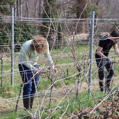 Prvo međufakultetsko natjecanje studenata agronomije u rezidbi vinove loze
