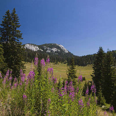 Velebit