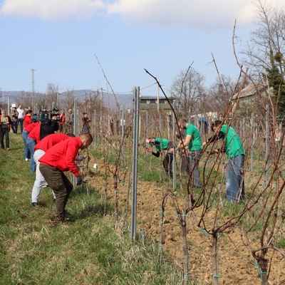 Prvo međufakultetsko natjecanje studenata agronomije u rezidbi vinove loze
