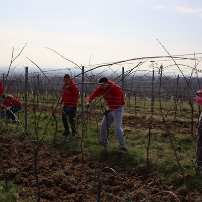 Prvo međufakultetsko natjecanje studenata agronomije u rezidbi vinove loze