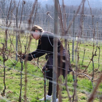 Prvo međufakultetsko natjecanje studenata agronomije u rezidbi vinove loze