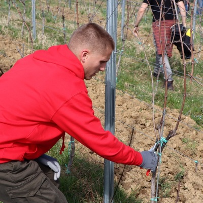 Prvo međufakultetsko natjecanje studenata agronomije u rezidbi vinove loze