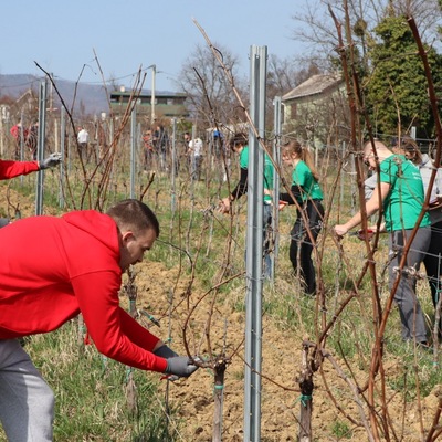 Prvo međufakultetsko natjecanje studenata agronomije u rezidbi vinove loze