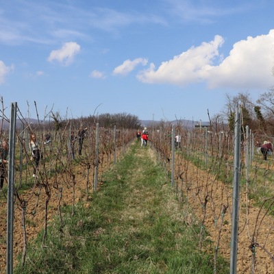 Prvo međufakultetsko natjecanje studenata agronomije u rezidbi vinove loze