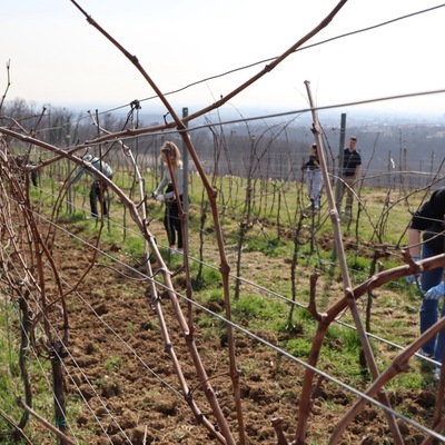 Prvo međufakultetsko natjecanje studenata agronomije u rezidbi vinove loze