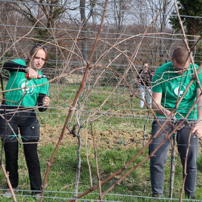Prvo međufakultetsko natjecanje studenata agronomije u rezidbi vinove loze