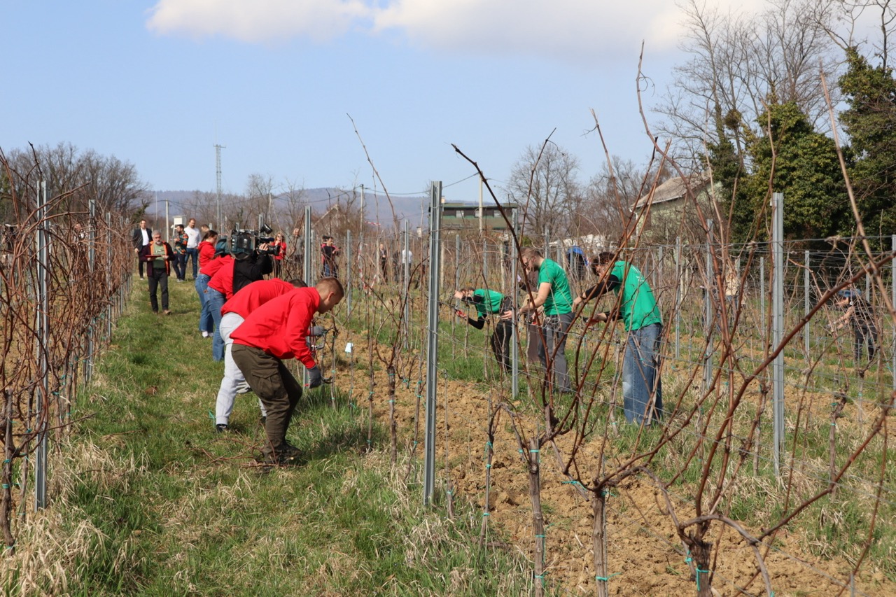 Prvo međufakultetsko natjecanje studenata agronomije u rezidbi vinove loze