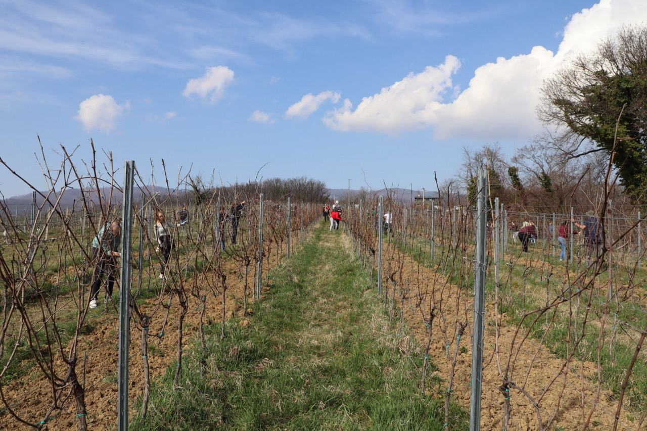 Prvo međufakultetsko natjecanje studenata agronomije u rezidbi vinove loze